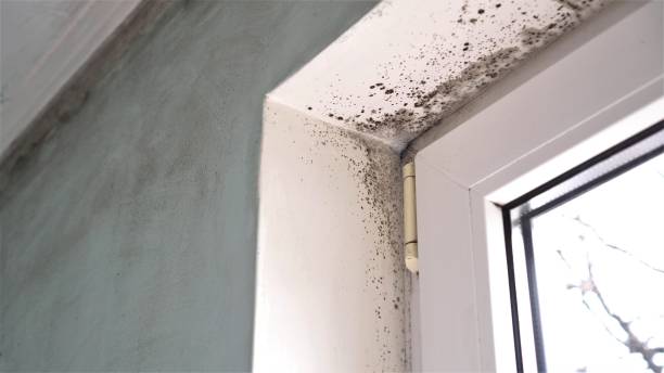 Best White Mold Remediation in Montana City, MT