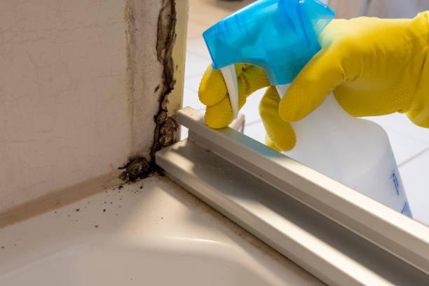 Best DIY Mold Remediation Support Services in Montana City, MT