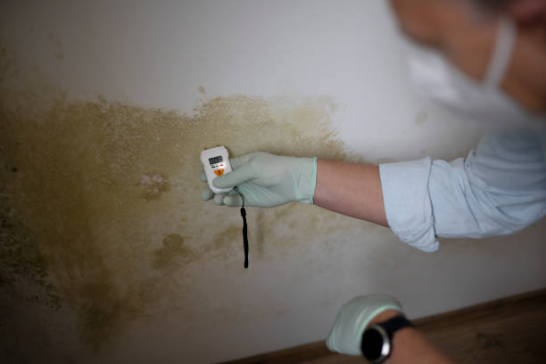 Best Attic Mold Remediation in Montana City, MT