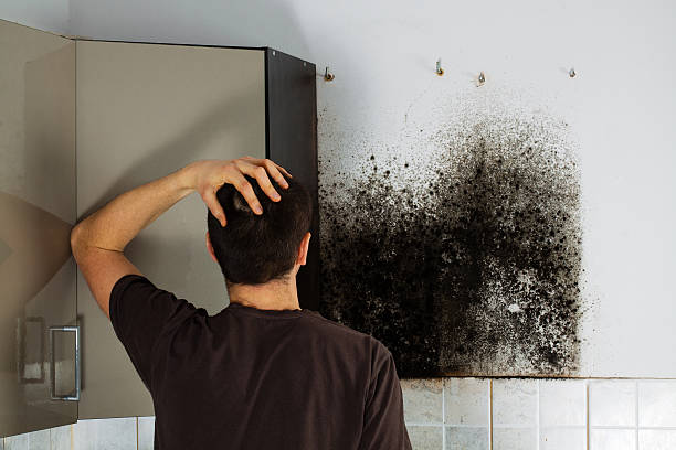 Best Industrial Mold Remediation in Montana City, MT
