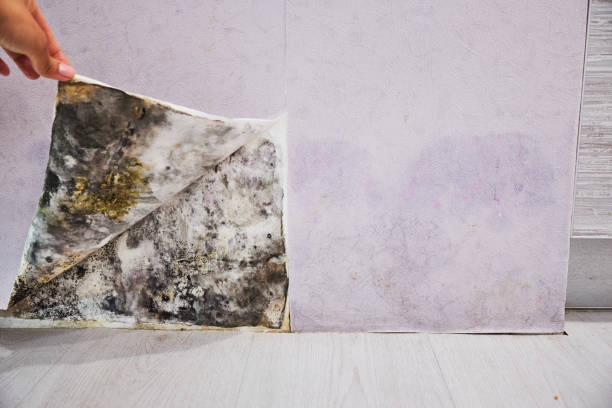 Best Basement Mold Remediation in Montana City, MT